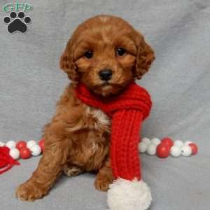 Chewy, Cockapoo Puppy