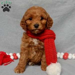 Chewy, Cockapoo Puppy