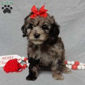 Adele, Cockapoo Puppy