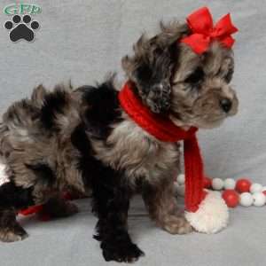 Adele, Cockapoo Puppy