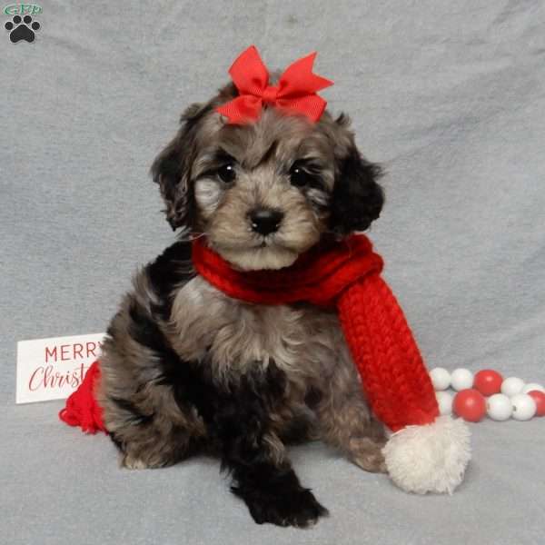 Adele, Cockapoo Puppy