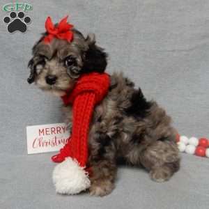 Adele, Cockapoo Puppy