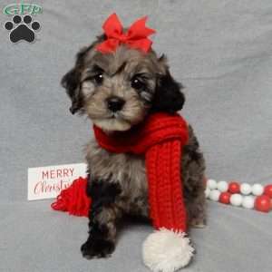 Adele, Cockapoo Puppy