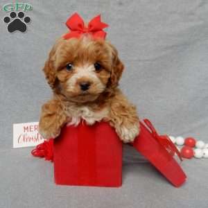 Miley, Cockapoo Puppy