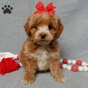 Miley, Cockapoo Puppy