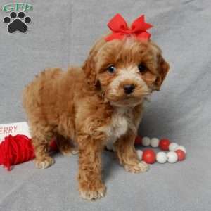 Miley, Cockapoo Puppy