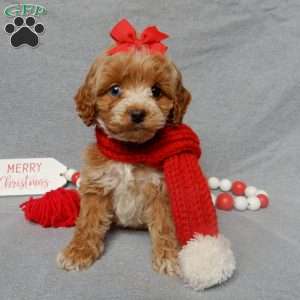 Miley, Cockapoo Puppy