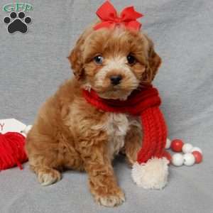 Miley, Cockapoo Puppy