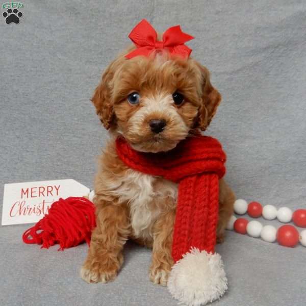 Miley, Cockapoo Puppy