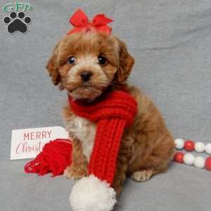 Miley, Cockapoo Puppy