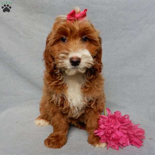 Quincy, Mini Goldendoodle Puppy