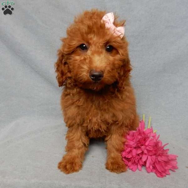 Tillie, Mini Goldendoodle Puppy