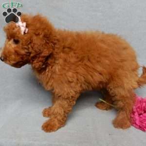 Tillie, Mini Goldendoodle Puppy