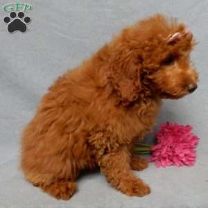 Tillie, Mini Goldendoodle Puppy