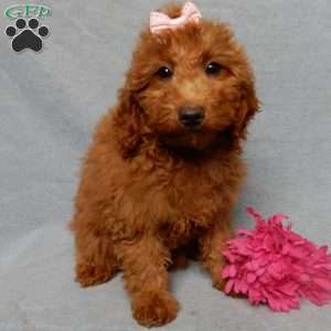 Tillie, Mini Goldendoodle Puppy
