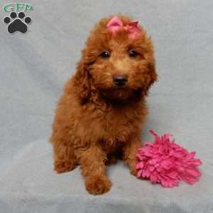 Tillie, Mini Goldendoodle Puppy