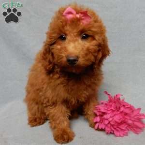 Tillie, Mini Goldendoodle Puppy