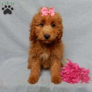 Nikki, Mini Goldendoodle Puppy