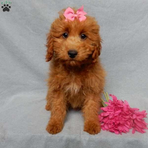 Nikki, Mini Goldendoodle Puppy