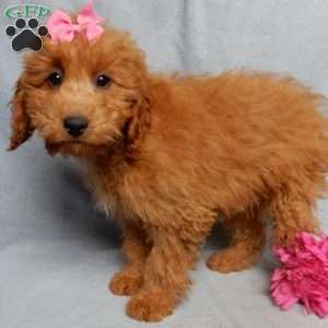 Nikki, Mini Goldendoodle Puppy