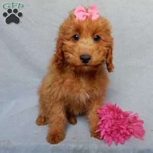 Nikki, Mini Goldendoodle Puppy