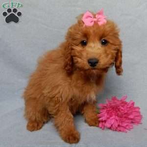Nikki, Mini Goldendoodle Puppy