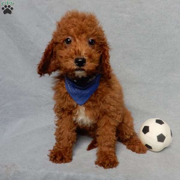 Milo, Mini Goldendoodle Puppy