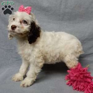 Erin, Cockapoo Puppy