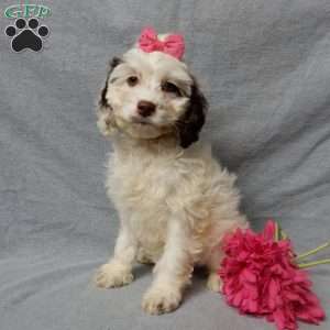 Erin, Cockapoo Puppy