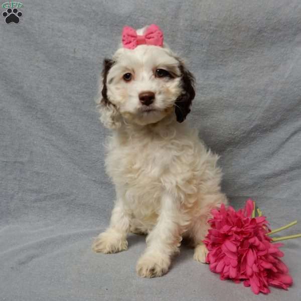 Erin, Cockapoo Puppy