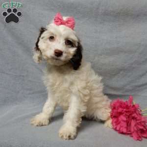 Erin, Cockapoo Puppy