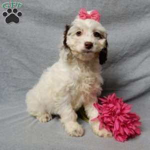 Erin, Cockapoo Puppy