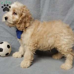 Luka, Cockapoo Puppy