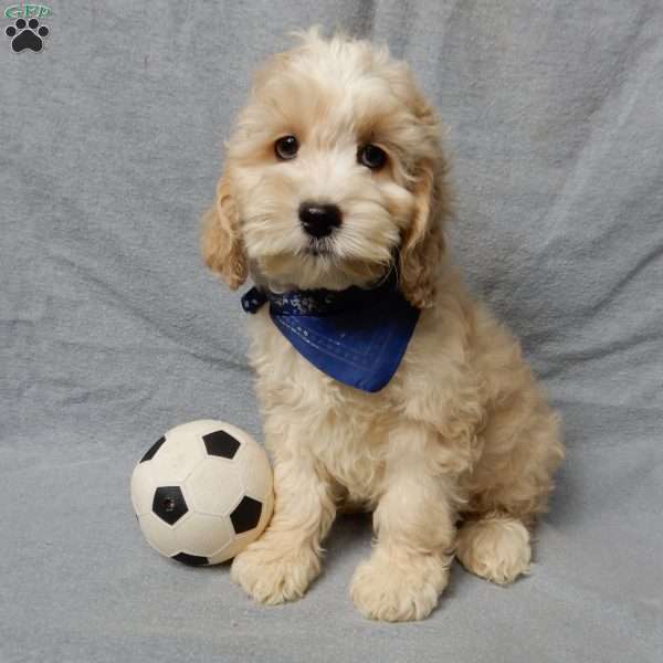 Luka, Cockapoo Puppy