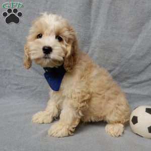 Luka, Cockapoo Puppy