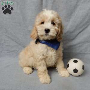 Luka, Cockapoo Puppy