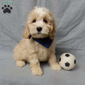 Luka, Cockapoo Puppy