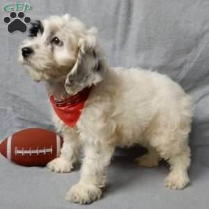 Snoopy, Cockapoo Puppy