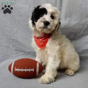 Snoopy, Cockapoo Puppy