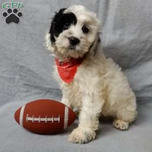 Snoopy, Cockapoo Puppy