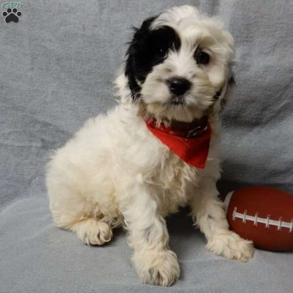 Snoopy, Cockapoo Puppy