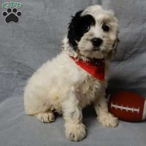 Snoopy, Cockapoo Puppy