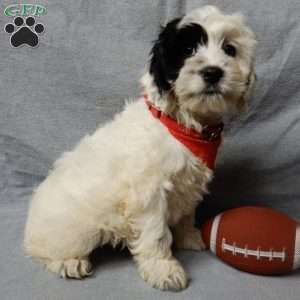 Snoopy, Cockapoo Puppy