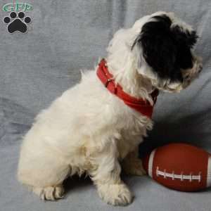 Snoopy, Cockapoo Puppy