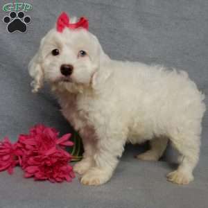 Piper, Cockapoo Puppy