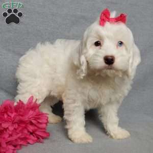 Piper, Cockapoo Puppy