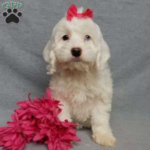 Piper, Cockapoo Puppy