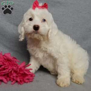 Piper, Cockapoo Puppy