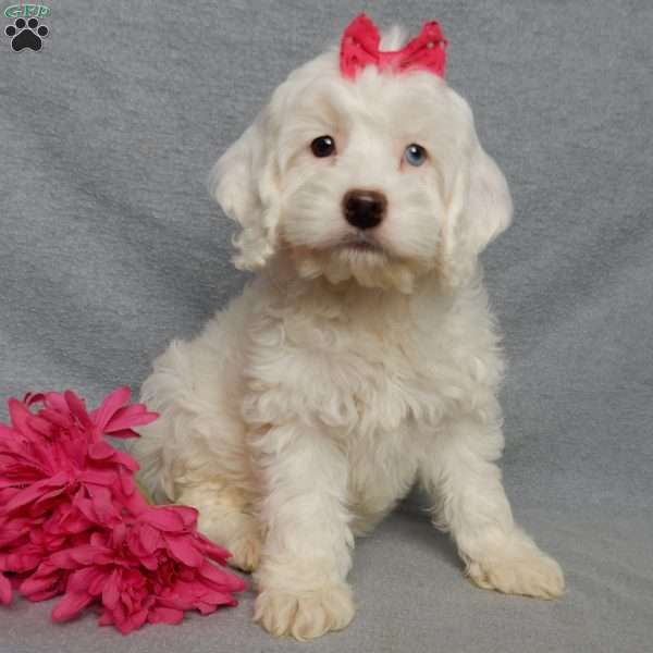 Piper, Cockapoo Puppy