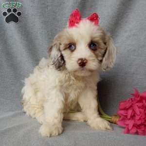 Lauren, Cockapoo Puppy